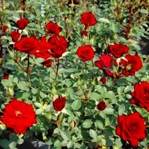 Rosen Gärtnerei - zwergrosen - rot - Rosa Lollipop™ - diskret duftend - Ralph S. Moore - Gruppenweise üpppig blühend, geeignet für Verschönern von Randbeeten.